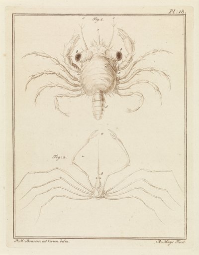 Strandkrab en een pijlkrabbensoort door Robbert Muys