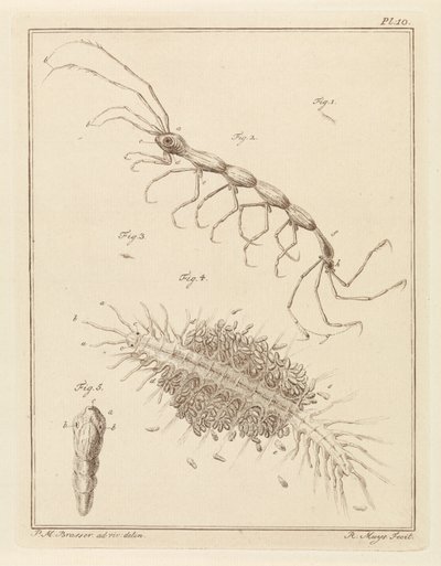 Teringlijdertje en een borstelworm door Robbert Muys