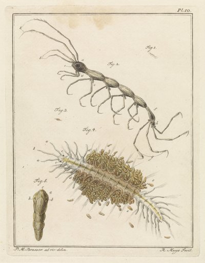 Teringlijdertje en een borstelworm door Robbert Muys