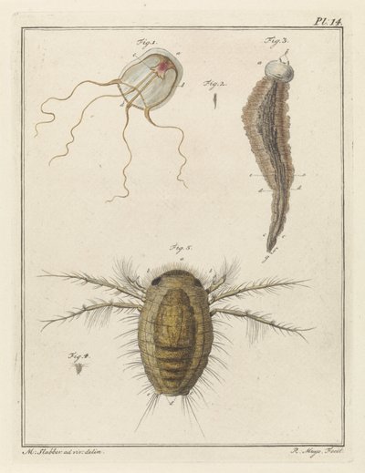 Verschillende zeedieren door Robbert Muys