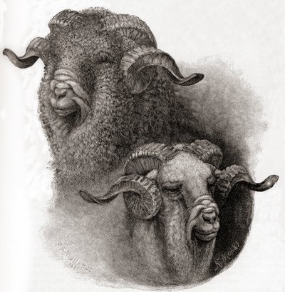 Hoofd van Merino ram vergeleken voor en na het scheren, uit The Century Illustrated Monthly Magazine, gepubliceerd 1884 door Robert Antoine Muller