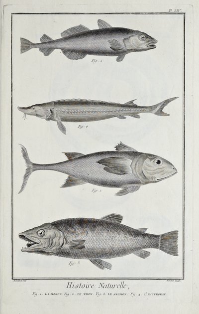 Kabeljauw, tonijn, zalm en steur, illustratie uit 