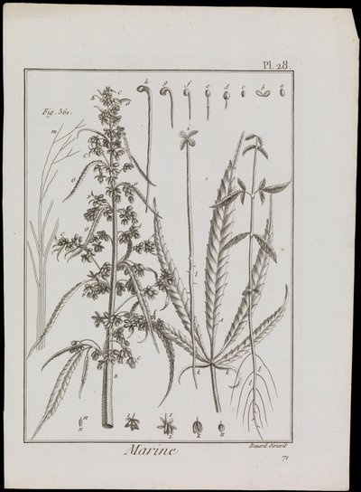 Mariene diagram van bloemen, ca. 1810 door Robert Benard