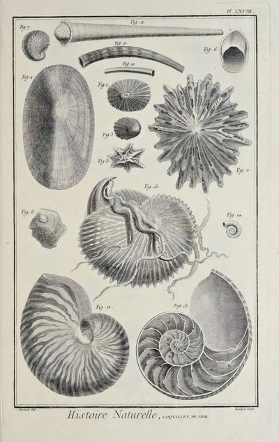 Zeeschelpen, illustratie uit 