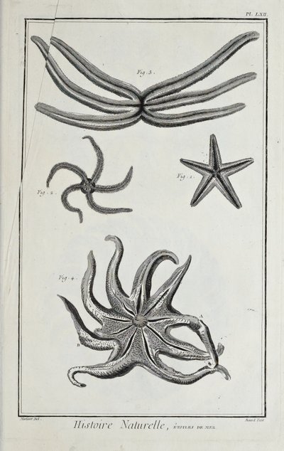Zee sterren, illustratie uit 