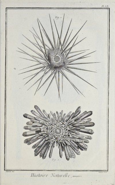 Zee-egels, illustratie uit 