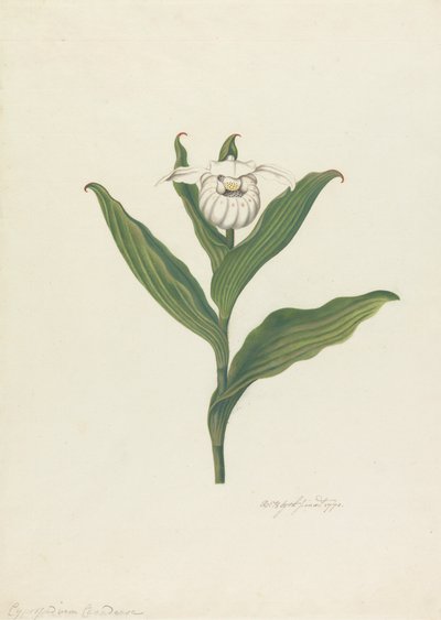 Vrouwenschoentje (Cypripedium Canadense, Calceolus Maria) door Robert Blyth