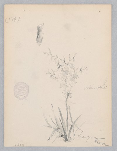 Bloeiende plant door Robert Frederick Blum
