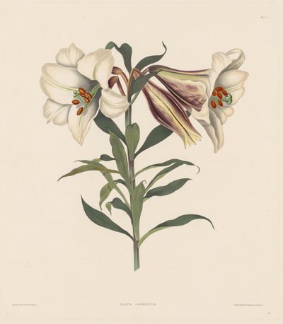 Een selectie van Hexandrian-planten, behorend tot de natuurlijke orde van Amaryllidae..., 1831-1832 door Robert Havell
