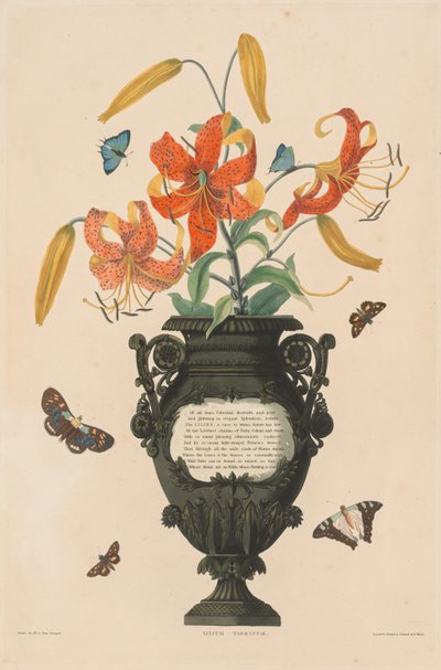 Een selectie van Hexandrian planten, behorend tot de natuurlijke orde van Amaryllidae en Liliacae: Tijgerlelie door Robert Havell