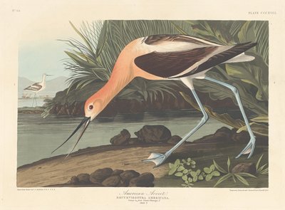 Amerikaanse Avocet, 1836 door Robert Havell