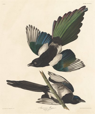 Amerikaanse Ekster, 1837 door Robert Havell