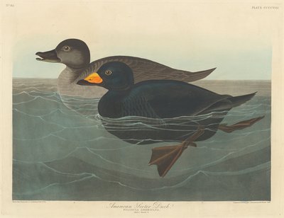 Amerikaanse zwarte eend, 1838 door Robert Havell