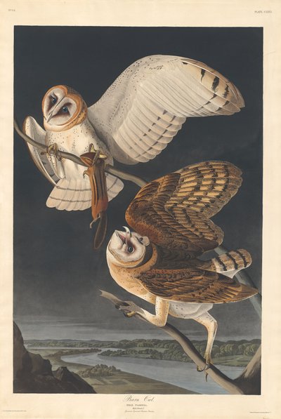 Kerkuil door Robert Havell