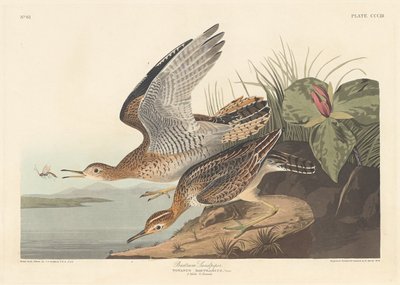 Bartram strandloper door Robert Havell