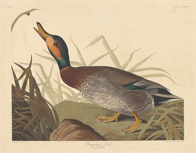 Bemaculated Eend, 1836 door Robert Havell
