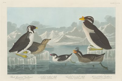 Zwartkeel Guillemot, Knobbelbek Alk, Krulkuif Alk en Gehoornde Alk, 1838 door Robert Havell