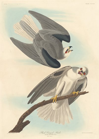 Zwartgevleugelde havik, 1837 door Robert Havell