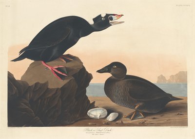 Zwarte of surf eend, 1836 door Robert Havell