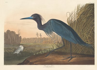Blauwe Kraanvogel of Reiger door Robert Havell