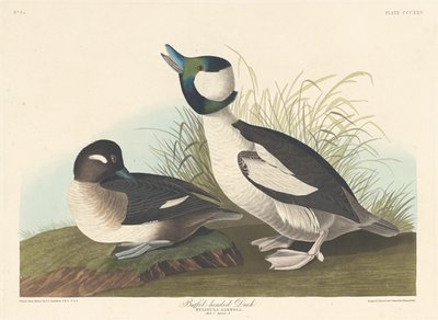 Buffelkop-eend, 1836 door Robert Havell
