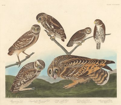 Gravende uil, grootkoppige gravende uil en kleine nachtuil, 1838 door Robert Havell