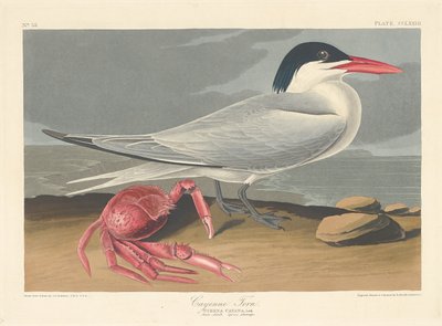 Cayenne Stern, 1835 door Robert Havell