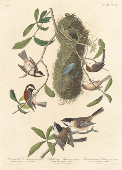 Kastanjebruine Mees, Zwartkopmees en Kastanjekopmees, 1837 door Robert Havell