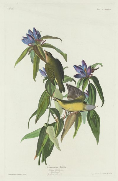 Connecticut Zanger, 1832 door Robert Havell