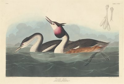 Kuifduiker, 1836 door Robert Havell