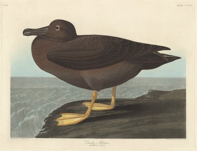 Donkere albatros, 1838 door Robert Havell