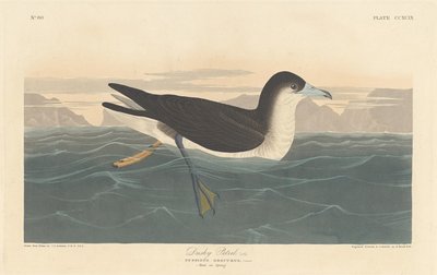 Donkere Stormvogel, 1836 door Robert Havell