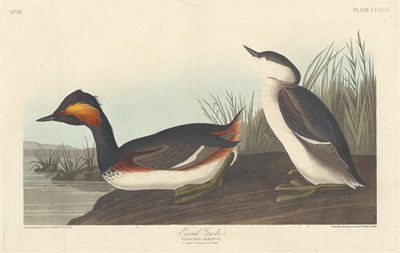 Geoorde Fuut, 1838 door Robert Havell