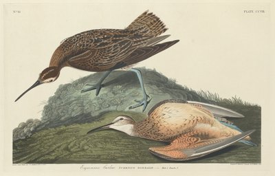 Esquimaux-wulp (1834) door Robert Havell