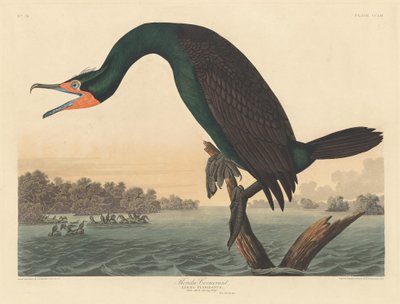 Florida Aalscholver door Robert Havell