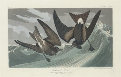 Vorkstaartstormvogel, 1835 door Robert Havell