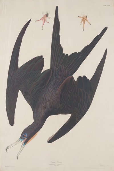 Fregat Pelican door Robert Havell