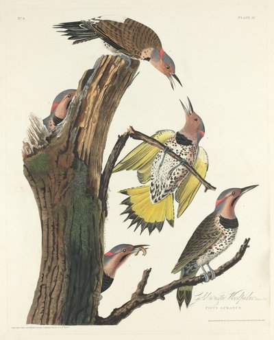 Goudvleugel specht, 1828 door Robert Havell