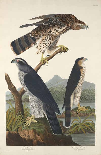 Havik en Stanley-havik, 1832 door Robert Havell
