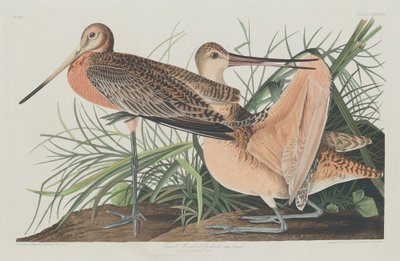 De Grote Marmergrutto, 1835 door Robert Havell