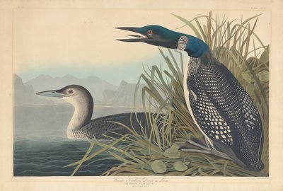 Grote noordelijke duiker of Loon door Robert Havell