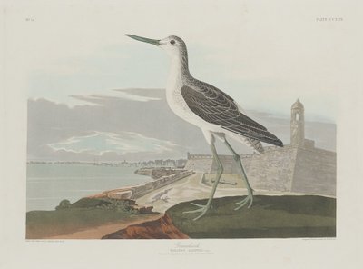 Groenpootruiter, 1835 door Robert Havell