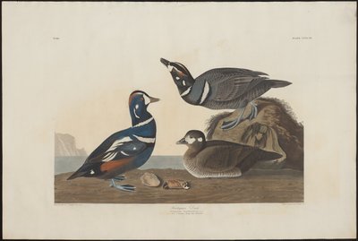 Harlekijneend door Robert Havell