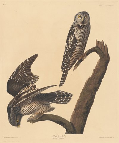 Havikuil, 1837 door Robert Havell