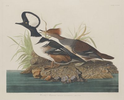 Kapmeeuw door Robert Havell
