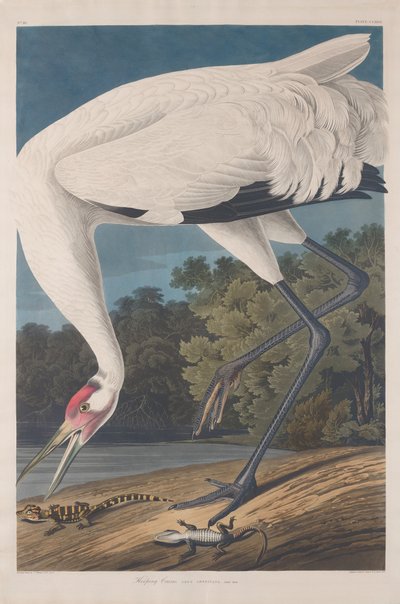 Hooping Kraanvogel, 1834 door Robert Havell