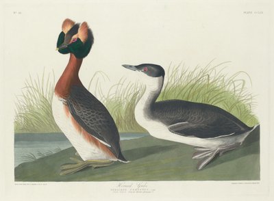 Gehoornde Fuut door Robert Havell