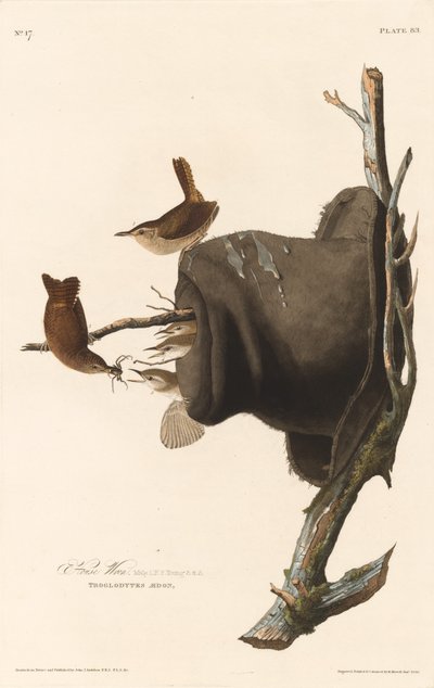 Huiswinterkoning door Robert Havell