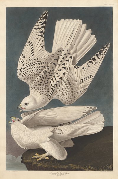 IJslandse of Jer Valk, 1837 door Robert Havell