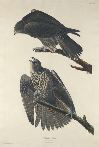 Labradorvalk door Robert Havell